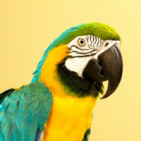 Productos para pájaros